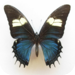 Entomology